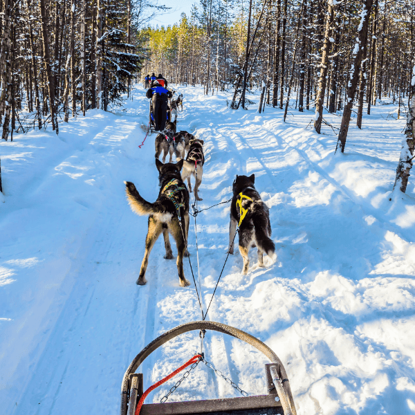 Visit the Santa Clause Village & Husky Ride